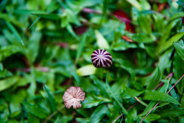 mushrooms between fresh green grass, blurry