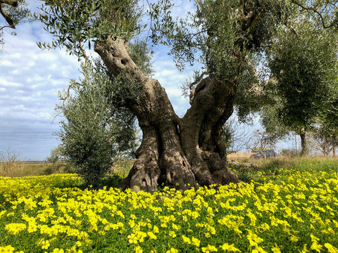 The amazing secular olive trees in the south of Italy, Puglia