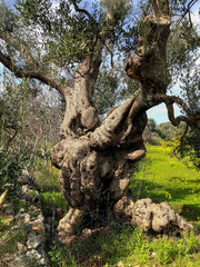 The amazing secular olive trees in the south of Italy, Puglia