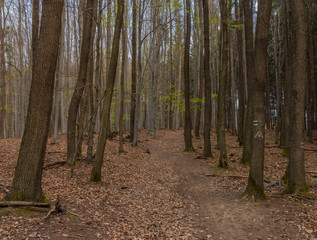 Dark Moravia leaf forest in spring cloudy day