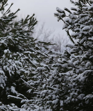 snow covered branches