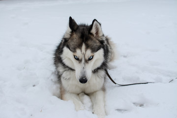 Young and cute Siberian Husky, in the snow, cold winter