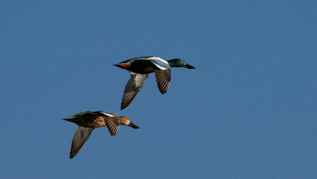 canard souchet