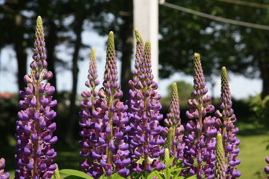 lupins