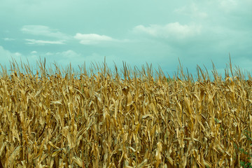 field of wheat
