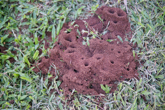 ant nests on the ground in the forest