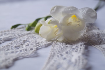 Beautiful background with white freesia flowers - Ecklon ex Klatt