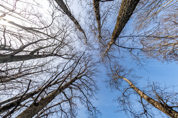 Fototapeta na wymiar bare crowns and clumsy branches of huge oak trees growing in blue sky in sunny day