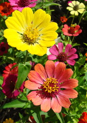 farbenfrohe Sommerblumen - Zinnia elegans