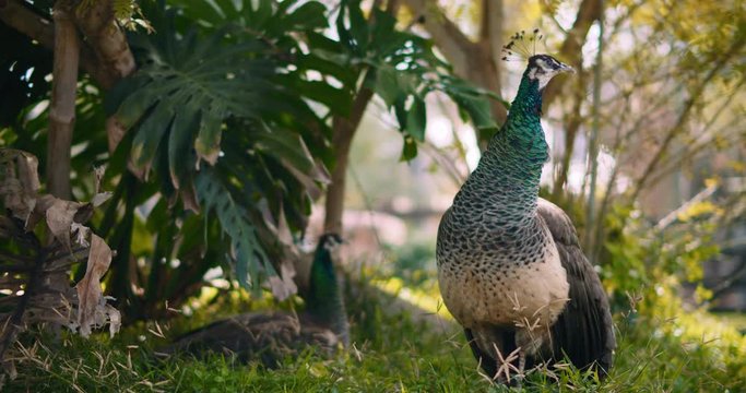 Adult peahen (female peacock) standing on the grass, with monstera leaves on the background. Shallow depth of field, bokeh. BMPCC 4K