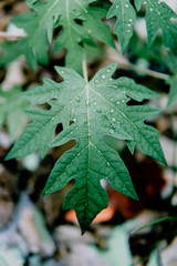 Fresh green papaya leaves with rain drops