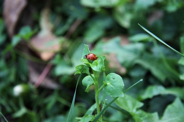 red ladybug on a green background close-up