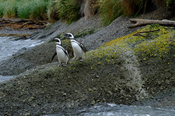 Some birds on tucker islets in Chilean Patagonia. 