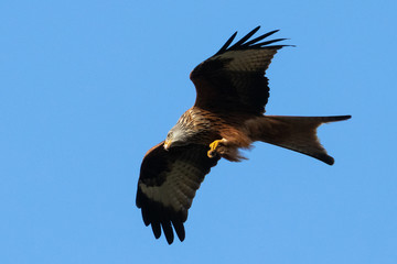 Portrait eines Rotmilan (milvus milvus) vor blauen Hintergrund in Deutschland