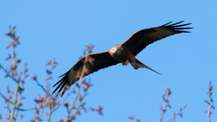 Portrait eines Rotmilan (milvus milvus) vor blauen Hintergrund und Ästen in Deutschland