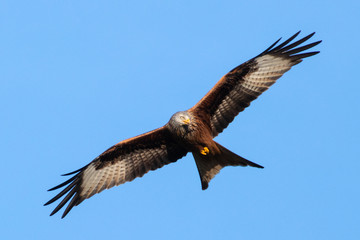 Obraz premium Portrait eines Rotmilan (milvus milvus) mit ausgebreiteten Flügeln vor blauen Hintergrund in Deutschland mit Ast im Schnabel