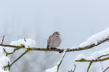 Türkentaube im Schnee