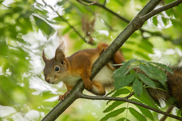 Naklejka na ściany i meble Young squirrel sitting on the tree. Eurasian red squirrel (Sciurus vulgaris).