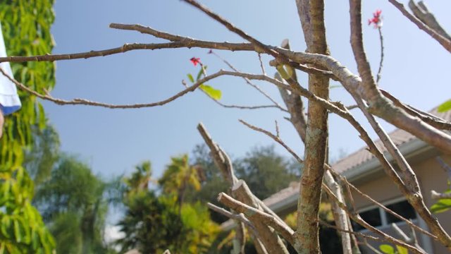  Gardener trimming backyard plant with pruning shears. Male landscaper pruning Oleander tree branches with hand scissor cutting tool.
