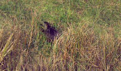 Nutria Nagetier