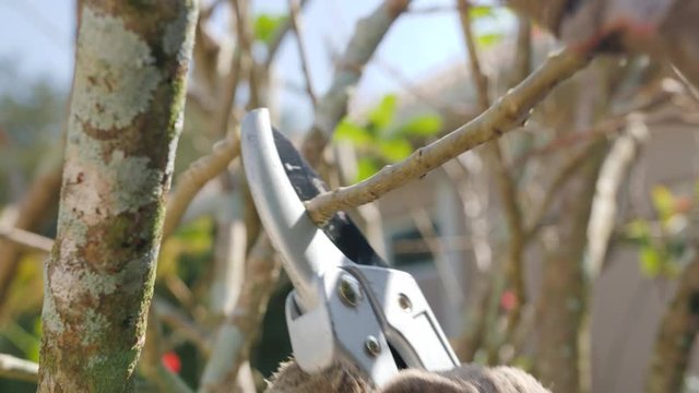 Gardener trimming backyard plant with pruning shears. Male landscaper pruning Oleander tree branches with hand scissor cutting tool.