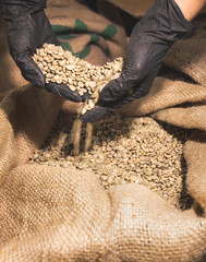 Fresh roasted coffee beans pouring out of cupped hands into a burlap sack