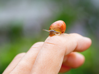 Small brown  snail crawls on a woman's finger. Natural background with small mollusc.