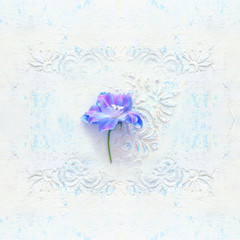 spring blue with purple flower over white vintage wooden background. top view, flat lay