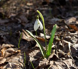 Wonders of pristine nature. Snowdrop Galanthus.