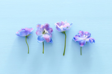spring blue with purple flowers over blue wooden background. top view, flat lay