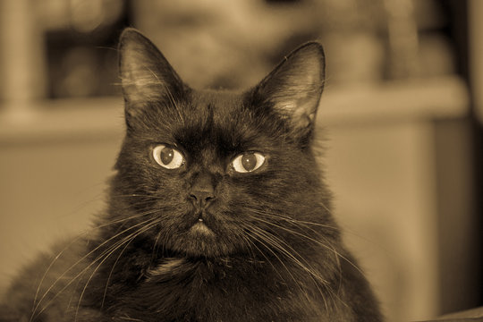 Urbanas, felinos