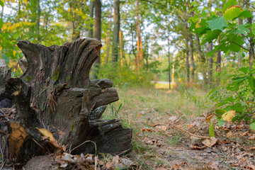 Old snag in the forest close-up