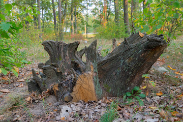 Obraz premium Old big rotten snag in the forest