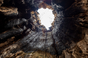 HOHLER BAUM . HOLLOW TREE  . HOLLOW TRUNK