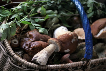 Basket with wild mushrooms and grass