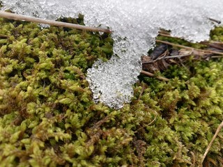 Spring snow melting on mossy rock