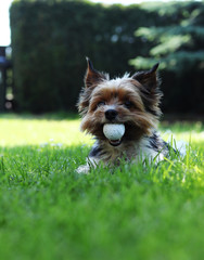Biewer Yorkshire Terrier lies in grass and in mouth has big golf ball. Relax in the shadow in hot...