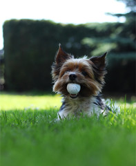 Biewer Yorkshire Terrier lies in grass and in mouth has big golf ball. Fetch. Obedient biewer waits for owner´s command. Dog miser in the garden. With puppy plays games in wonderful sun day - obrazy, fototapety, plakaty