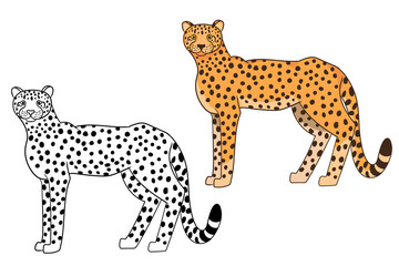 Cute cartoon cheetah for coloring page vector illustration. Hand drown black and white and colorful cheetah character. Isolated on white background. 
