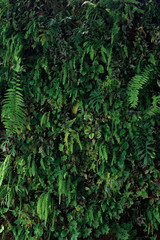 Vertical garden nature backdrop, living green wall of devil's ivy, ferns, philodendron, peperomia,...