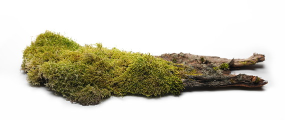 Green moss on tree bark isolated on white background, side view