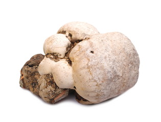 Tinder fungus or false tinder fungus, Fomes fomentarius isolated on white background