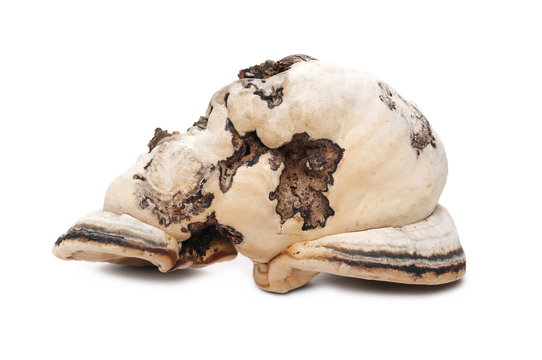 Tinder Fungus Or False Tinder Fungus, Fomes Fomentarius Isolated On White Background