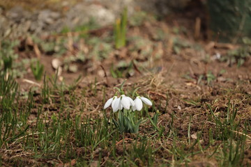 Close-up of snowdrop flowers
