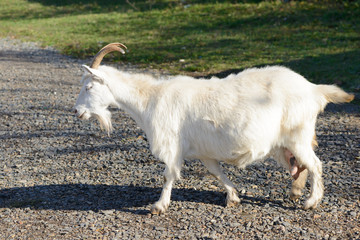 Obraz premium white goat crosses a rocky path onto a green lawn