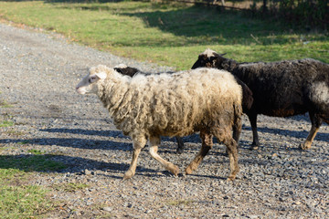 Obraz premium three sheep crosses a rocky path onto a green lawn