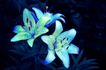 Lily flowers glow light green neon on black and blue background