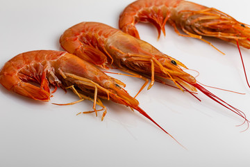 Gamberoni su sfondo bianco