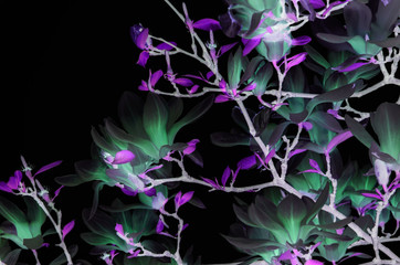 Fototapeta na wymiar Flowers magnolia of neon green glow effect with purple leaves on black background