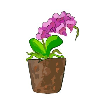 Phalaenopsis orchid. Pink indoor orchid. Flowers with buds, green leaves, the stem grows in a clay pot. Botanical floral vector illustration. The flower is painted in large, juicy strokes